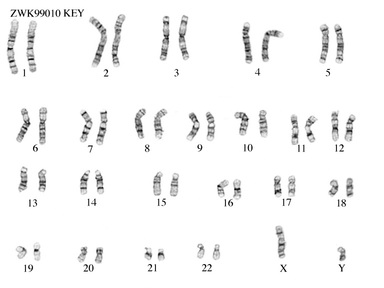 Mission 2: Karyotype - Nice Genes!